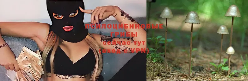 Галлюциногенные грибы Psilocybe  Новое Девяткино 