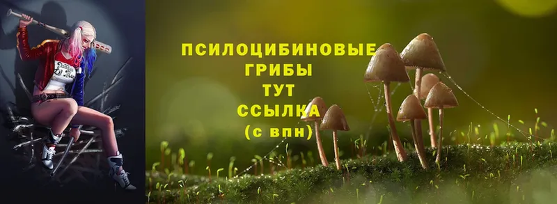 Галлюциногенные грибы MAGIC MUSHROOMS Новое Девяткино